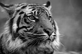 Carta da parati – Tigre del Bengala in bianco e nero