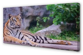 Quadro su tela Tigre nello zoo 100x50 cm