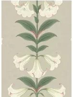 Cole & Son Carta da parati Angels Trumpet - Chalk/ Sage on Stone