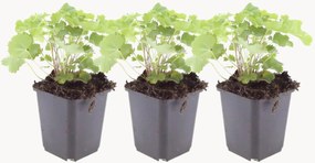 Set di 3 piante vere Lady's Mantle Alchemilla Mollis