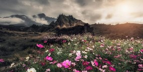 Quadro su tela – Prato di fiori in fiore