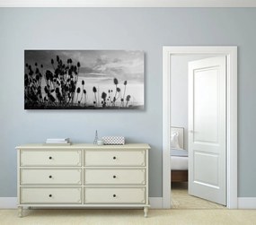 Quadro su tela – Steli d'erba nel campo in bianco e nero