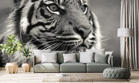 Carta da parati – Tigre del Bengala in bianco e nero