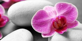 Quadro su tela – Fiori di orchidea su pietre bianche