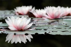 Carta da parati autoadesiva – Fiore di loto