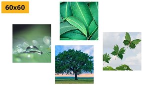 Set di quadri – Natura piena di verde