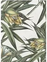 Mindthegap Carta da parati Exotic Fruit II - WP20098
