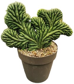Pianta da interno TRICHOCEREUS PACHANOI CRISTAVASO D.CM25