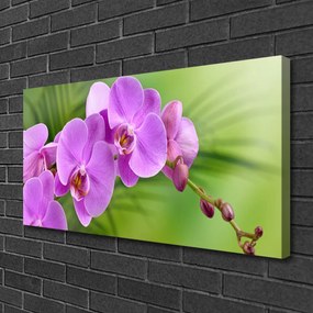 Foto quadro su tela Orchidea Fiori di orchidea 100x50 cm