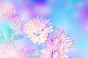 Carta da parati – Fiore di crisantemo