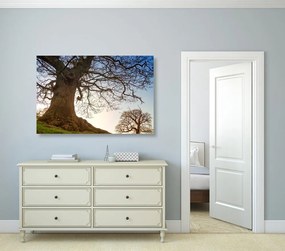 Stampa su tela – Simbiosi degli alberi