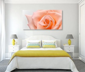 Stampa su tela – Rosa pesca