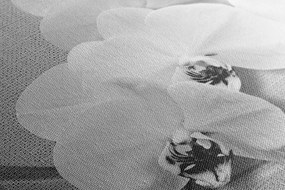 Stampa su tela – Orchidea su tela in bianco e nero