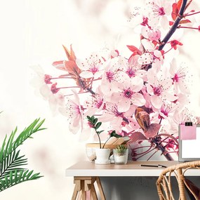 Carta da parati – Fiori di ciliegio rosa