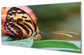 Quadro in vetro Farfalla 100x50 cm