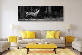Quadro su tela – Cervo maestoso in bianco e nero