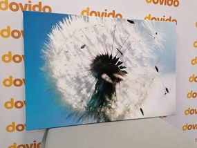 Quadro su tela – Dettaglio del soffione