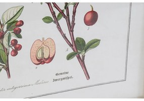Quadro DKD Home Decor Piante botaniche (55 x 2 x 70 cm) (6 Unità)