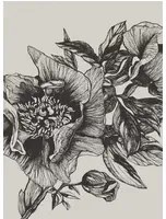 Coordonne Carta da parati panoramica Giant Peonies - Ink