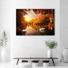 Quadro su tela, Cigno sullo stagno autunno  Dimensioni 60x40