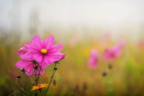 Carta da parati – Fiore rosa in fiore