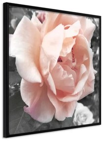 Poster  Delicate Rose  Cornice Quadri Cornice nera, Larghezza x Altezza Home decor 50x50