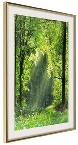 Poster  Forest Path  Cornice Quadri Cornice d'oro con passe-partout, Larghezza x Altezza Home decor 20x30