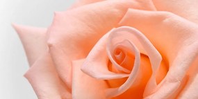 Stampa su tela – Rosa pesca
