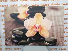 Quadro su tela – Orchidea gialla e pietre Zen