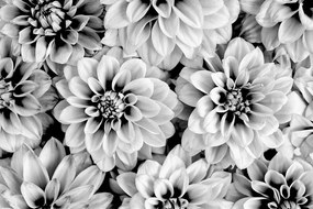 Carta da parati – Fiori di dalia in bianco e nero