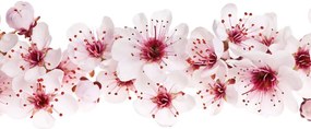 Stampa su tela – Fiori di ciliegio