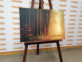 Stampa su tela – Sentiero nella foresta