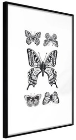 Poster  Butterfly Collection IV  Cornice Quadri Cornice nera, Larghezza x Altezza Home decor 40x60