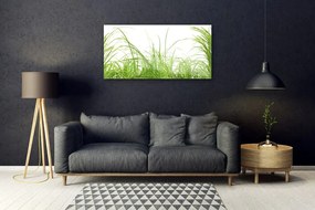 Quadro in vetro acrilico Erba, piante, natura 100x50 cm