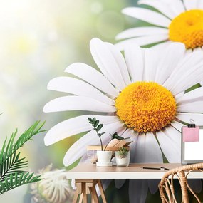 Carta da parati – Fiori di camomilla