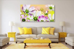 Stampa su tela – Fiori da giardino