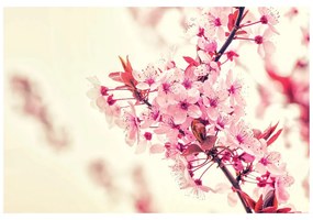 Carta da parati – Fiori di ciliegio rosa