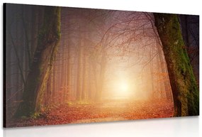 Quadro su tela – Foresta in colori fiabeschi