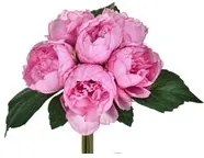 Set 3 Mazzi di Peonie con 6 Fiori Artificiali Altezza 28 cm Rosa