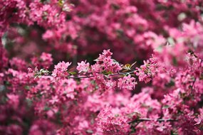 Fotomurale – Fiori di ciliegio dettagliati