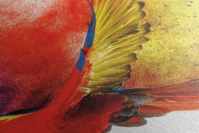 Stampa su tela – Volo di pappagallo
