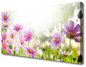 Stampa quadro su tela Fiori, piante, natura 100x50 cm