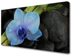 Quadro su tela Pianta di pietre di fiori 100x50 cm