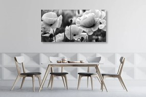 Quadro su tela – Splendido campo di papaveri in bianco e nero