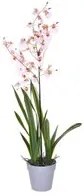 Orchidea Artificiali Oncidium con Vaso Altezza 40 cm Rosa