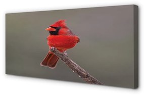 Quadro su tela Pappagallo rosso su un ramo 100x50 cm