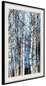 Poster  Winter Birch Trees  Cornice Quadri Cornice nera con pass-partout, Larghezza x Altezza Home decor 20x30