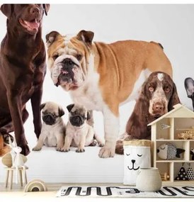 Carta da Parati Cani  Accucciati Premium 250x175
