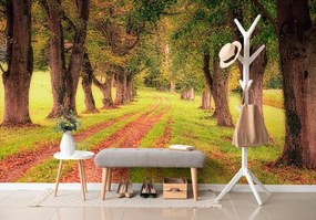 Carta da parati – Sentiero nel bosco autunnale