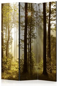 Paravento separè Foresta: Sole del mattino (3 parti) - raggi solari tra gli alberi